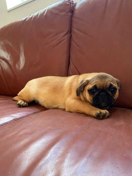 собачки мопси,хлопчики та дівчатка