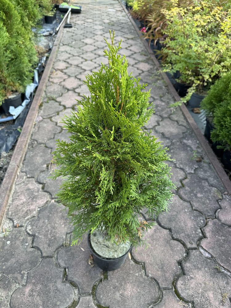 Thuja tuja szmaragdowa szmaragd żywopłot