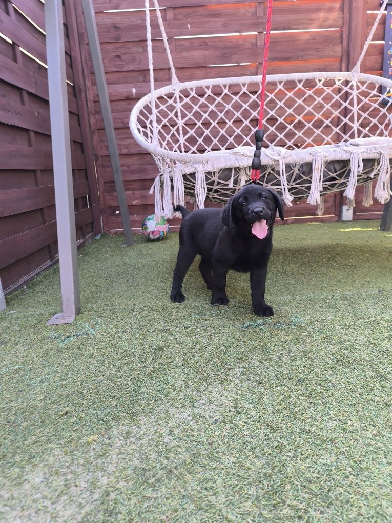 Labrador Retriever czarny samiec Sid gotowy do odbioru