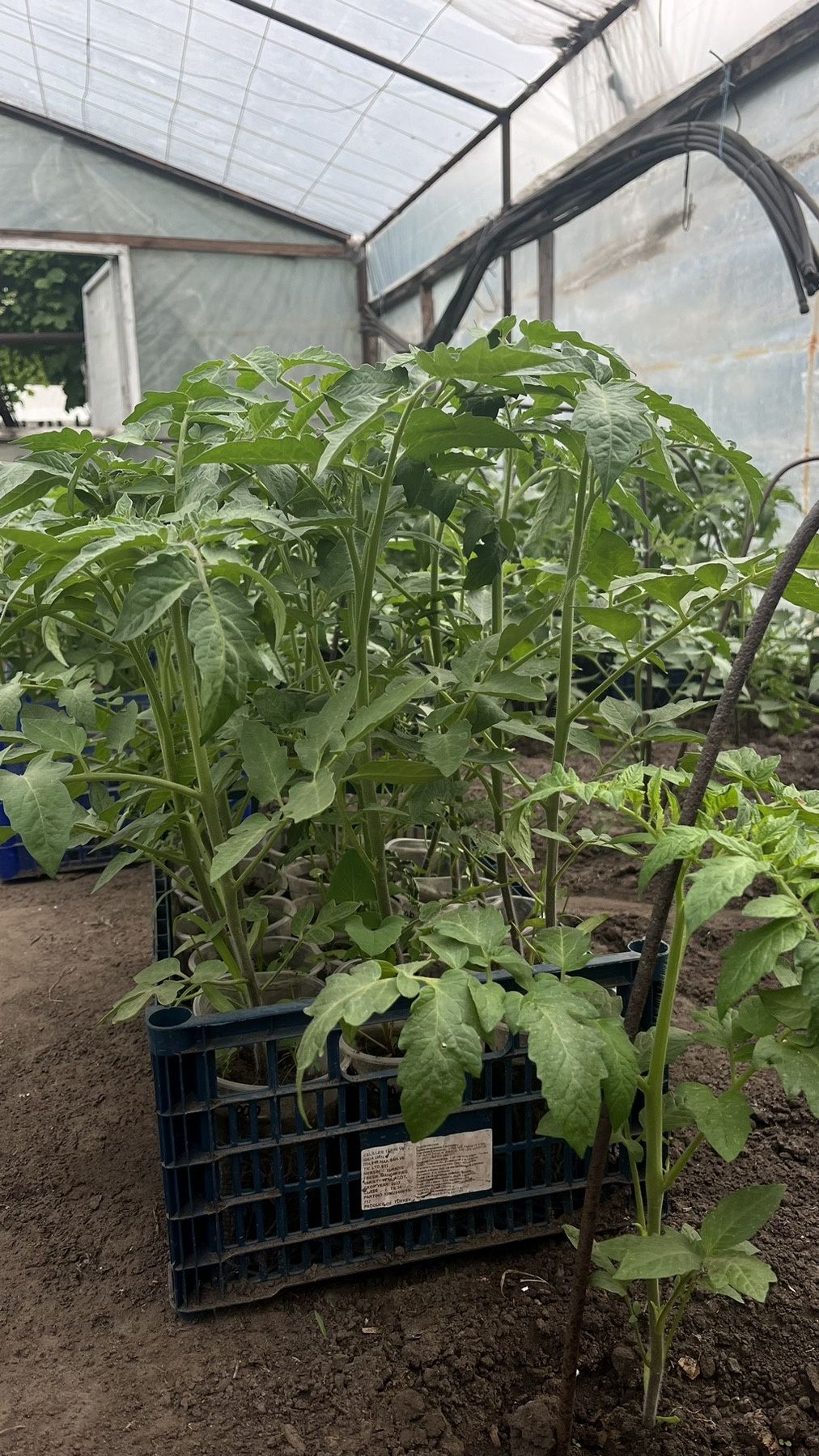 Розсада овочів помідори перець сині баклажан чорнобривці статіца