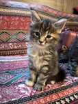 Koteczka Maine Coon