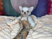 Chihuahua***Chłopczyk***Maleńki*Do*Rezerwacji