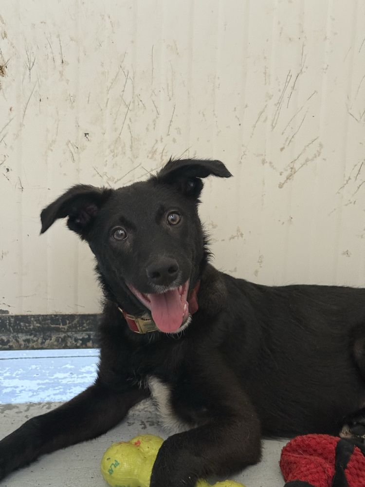 Cachorro 3 meses e meio