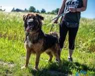 Piękny LEONARDO psiak szuka miłości i troski adopcja