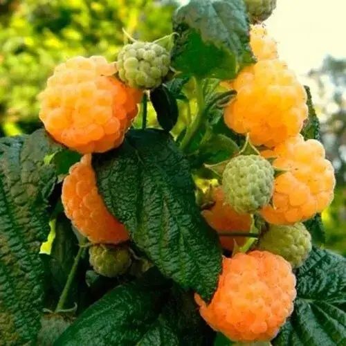 Саджанці малини жовтої.