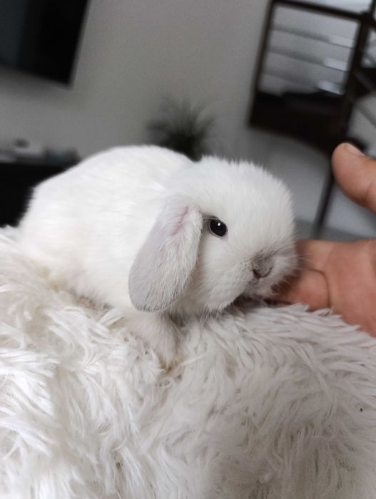 Mini lop karzełek Teddy hodowla zarejestrowana