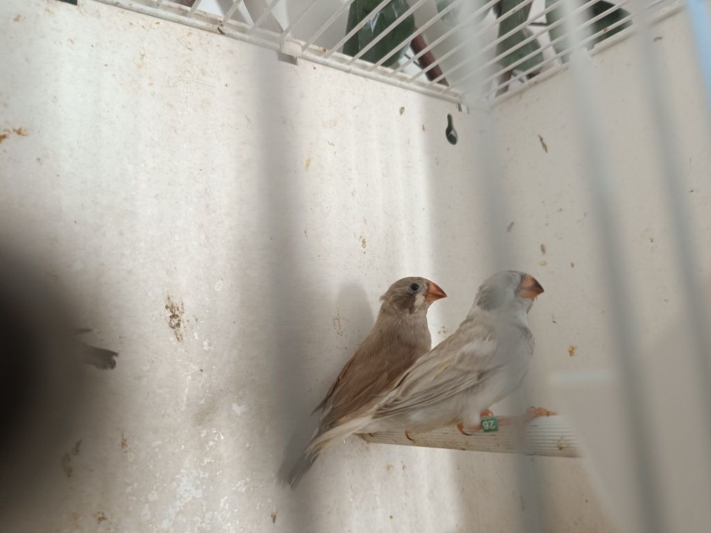 Mandarins de boa pena com anilha