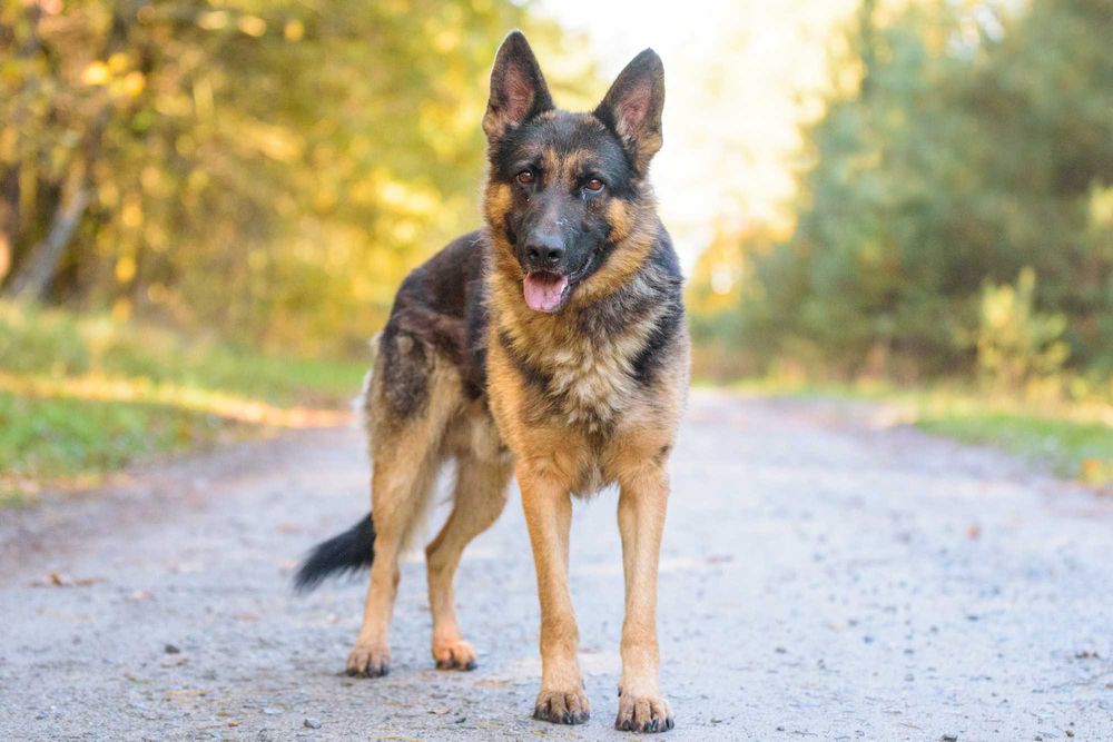DOKKER - młody w typie owczarek niemiecki