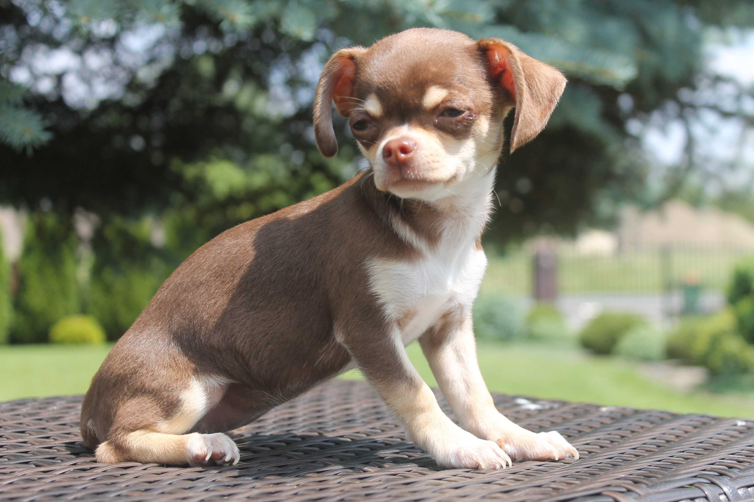 Chihuahua śliczna mini suczka - już do odbioru
