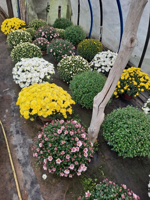 Sprzedam chryzantemy