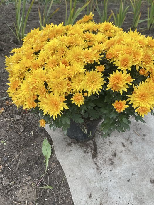 Хоизантеми Васильків