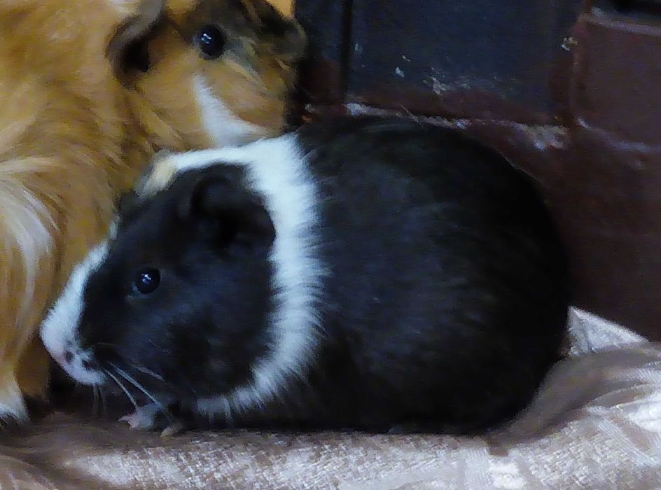 Морские свинки разные