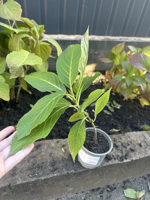 Гортензія рожева