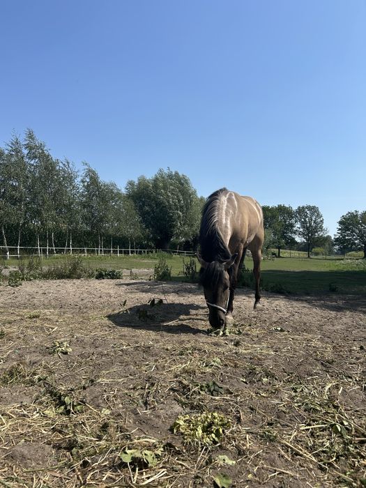 PILNIEE Sprzedam lub zamienia klacz konika polskiego