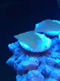 Akwarium morskie koralowiec Montipora rainbow