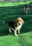Beagle tricolor disponível