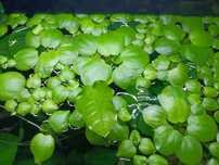 Plantas de aquário