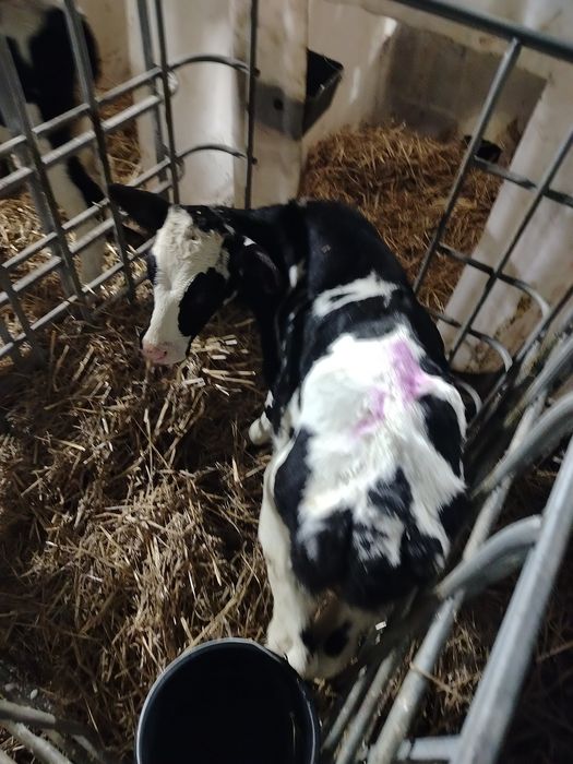 Sprzedam Cielaki Byczki ncb