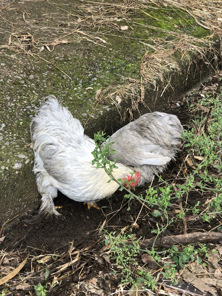 Cochin bantam lavanda