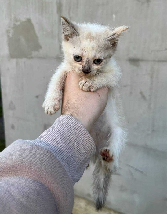 Кошеня в добрі руки. Львів і Стрий