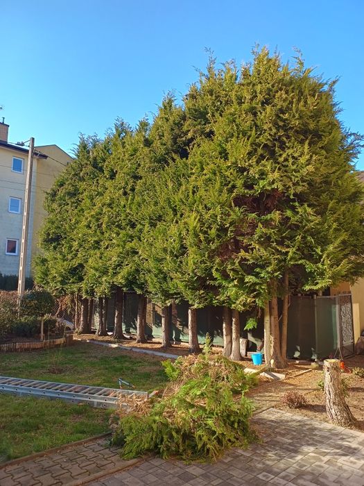 Cięcie drzew z podnośnika, żywopłotu, tui, wywóz gałęzi ,wertykulacja