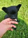 Długowłosy piesek chihuahua
