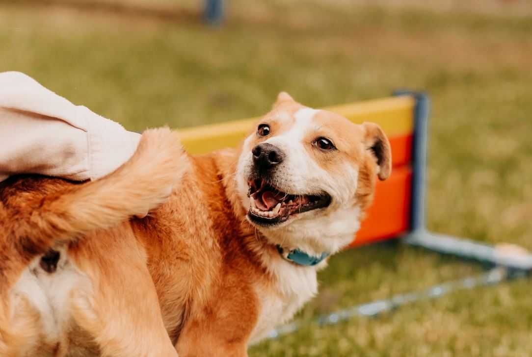 Tak bardzo chciałbym zagościć na Twoich kolanach... Adoptujesz?