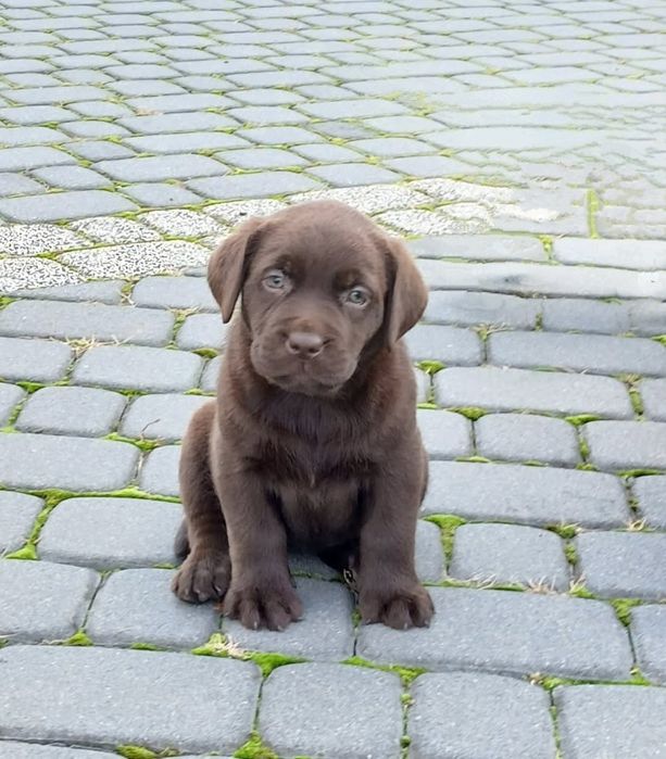 Szczenięta Labrador Retriever