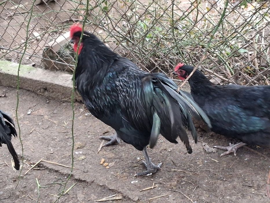 Koguty Green shell, dark shell, australopy, Aracany, liliputki