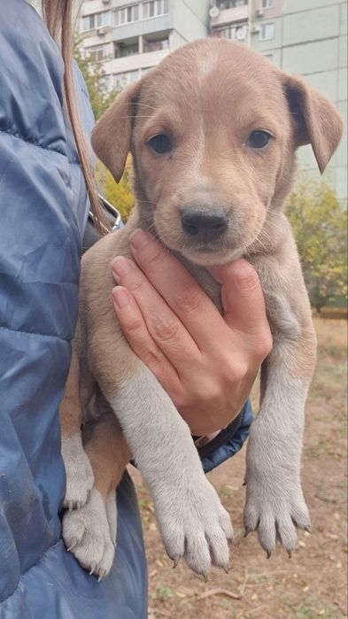 Дівчинка, 1 місяць шукає дім