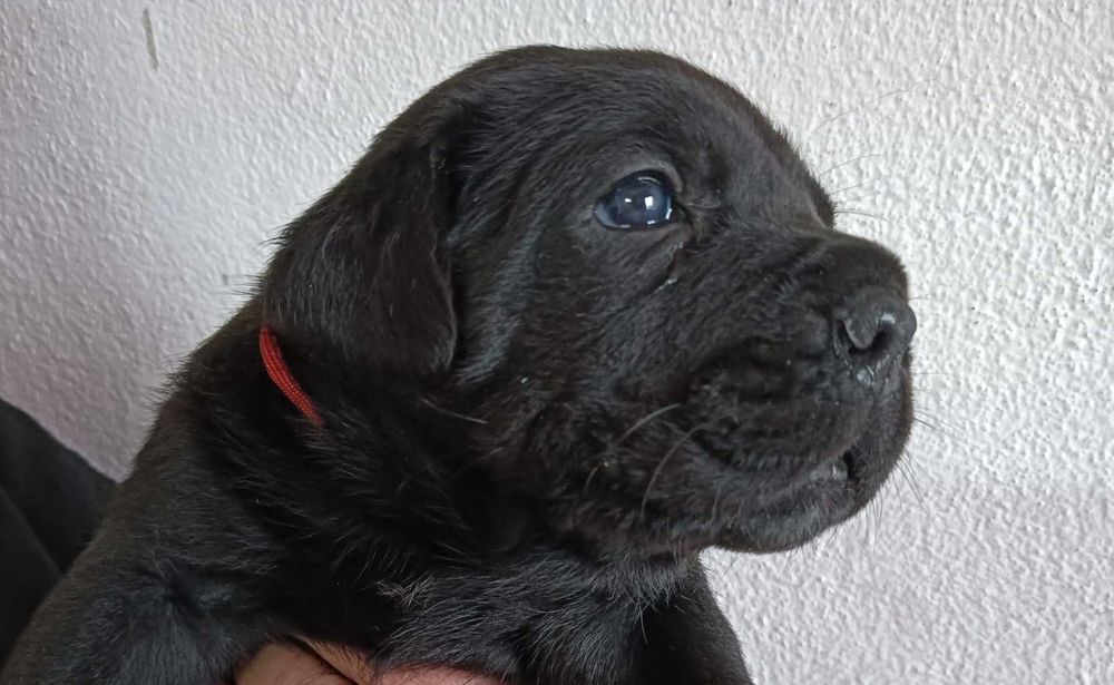Cane Corso italiano com LOP & Afixo