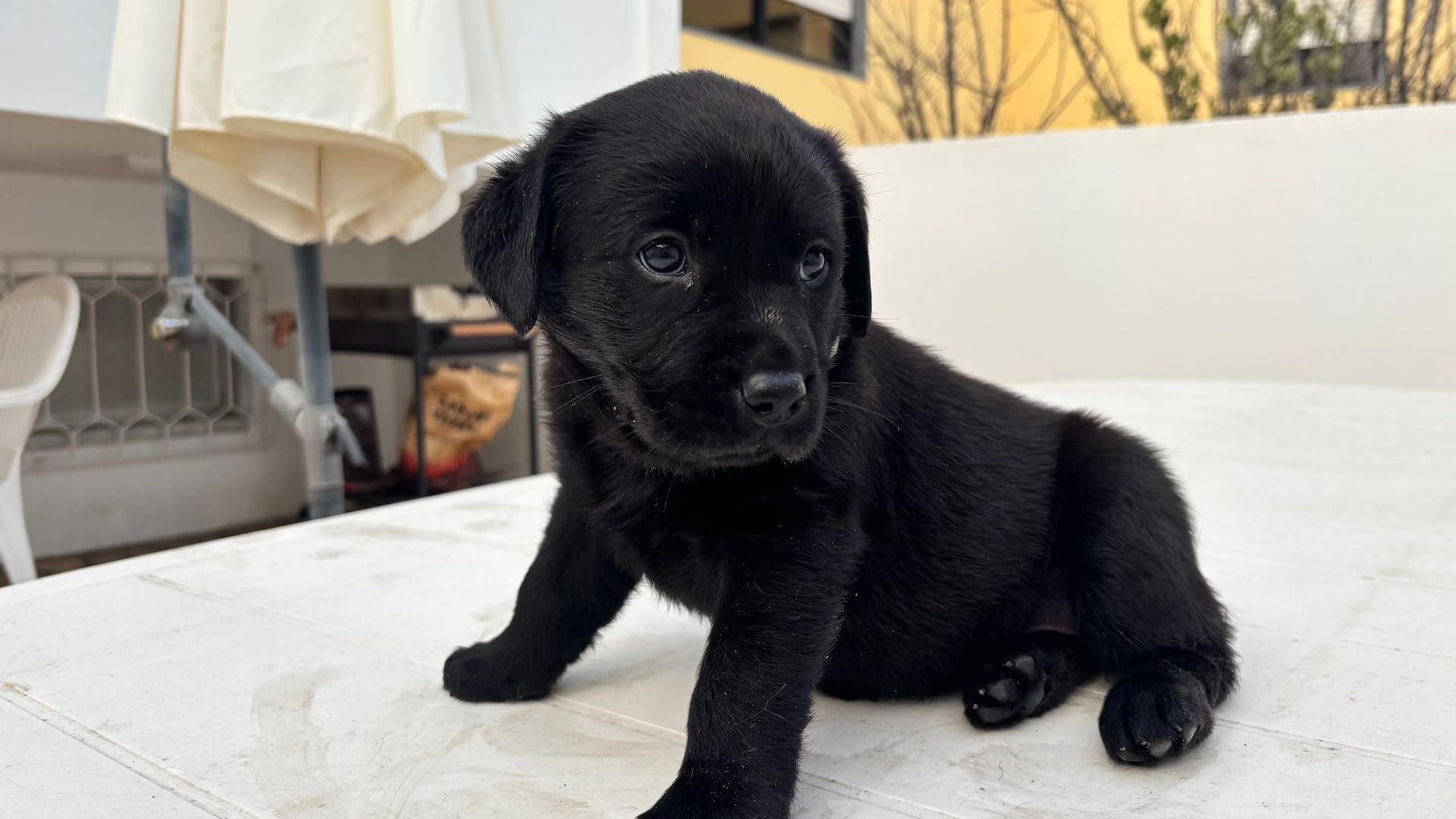 Labrador femea com Lop