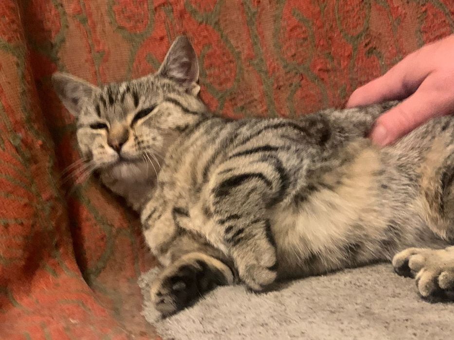 4=5miesięczna kotka szuka domu niewychodzącego