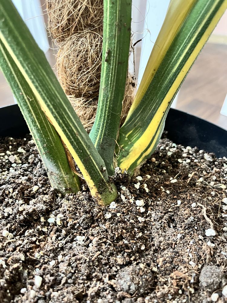 Monstera Deliciosa Variegata Thai Constellation