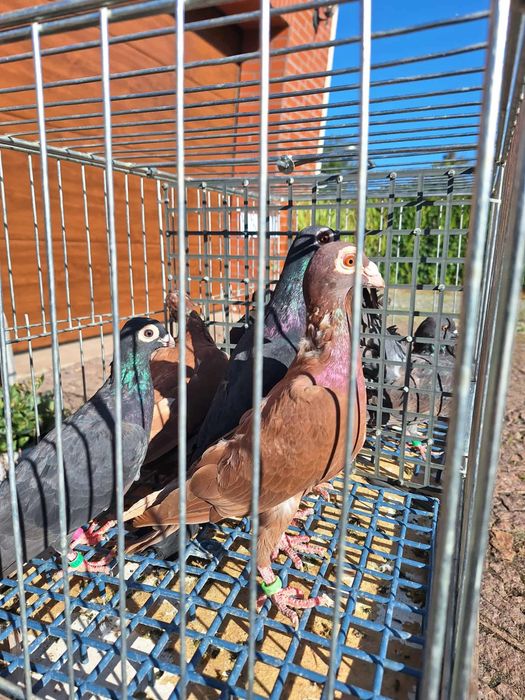 Gołębie brodawczaki