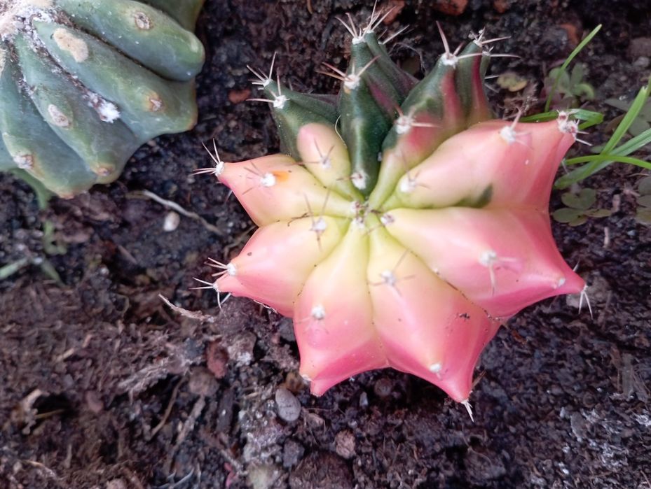 Kaktusy gymnocalycium mihanovichii veriegata