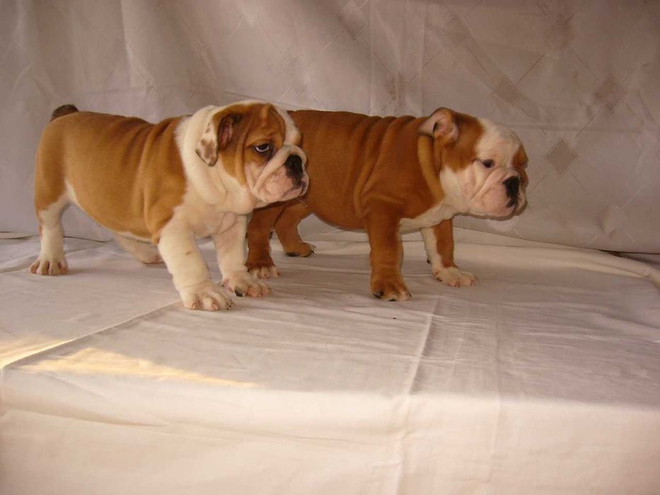 Buldog angielski szczeniak suczka