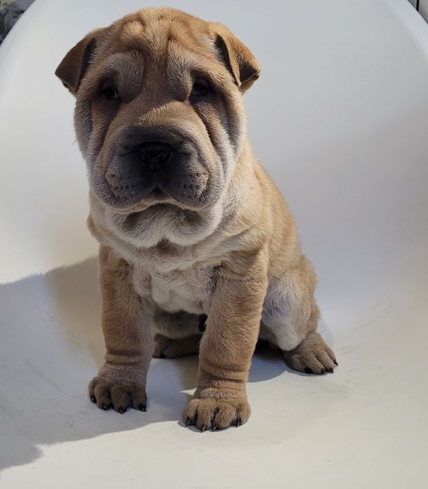 Sharpei macho castanho