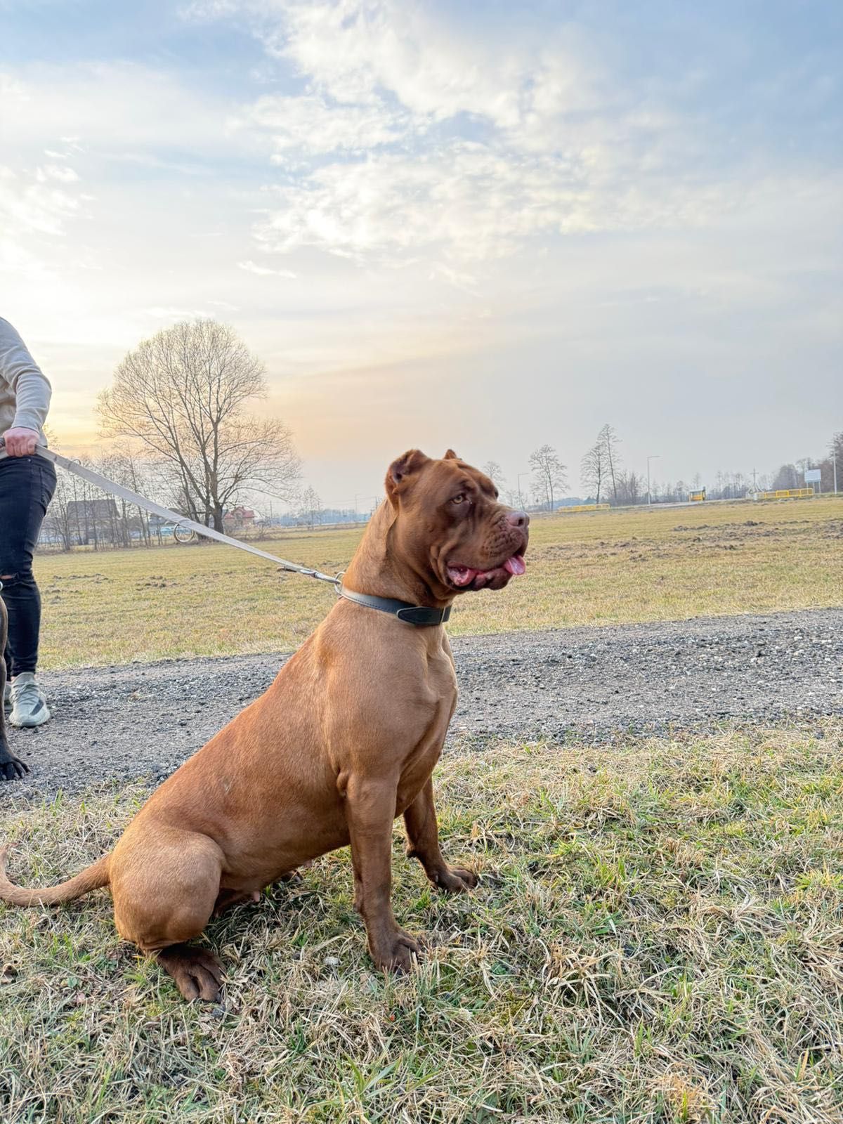 Suczka rasy bandog( nie cane corso, amstaff)