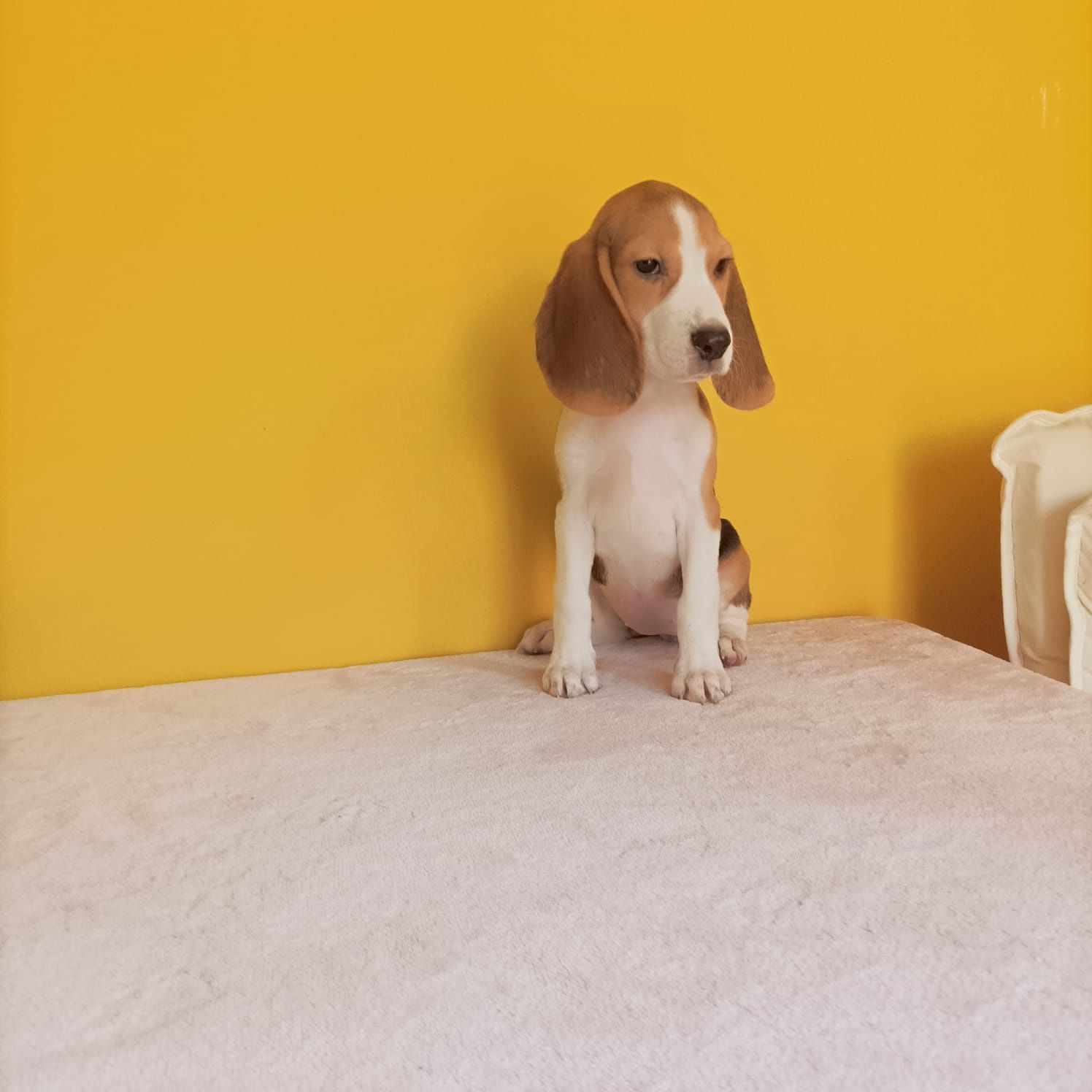 Suczka Beagle tricolor