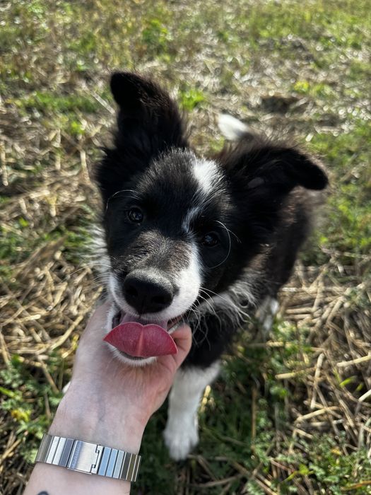 Border Collie piesek. Linia Show. ZKWP/FCI