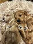 Maltipoo F1B red mix maltipoo & pudel toy