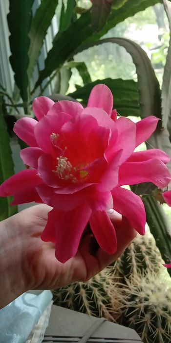 Епіфіліум рожевий