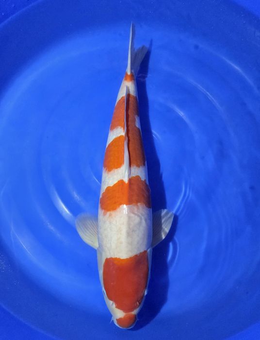 Karpie Koi na sprzedaż