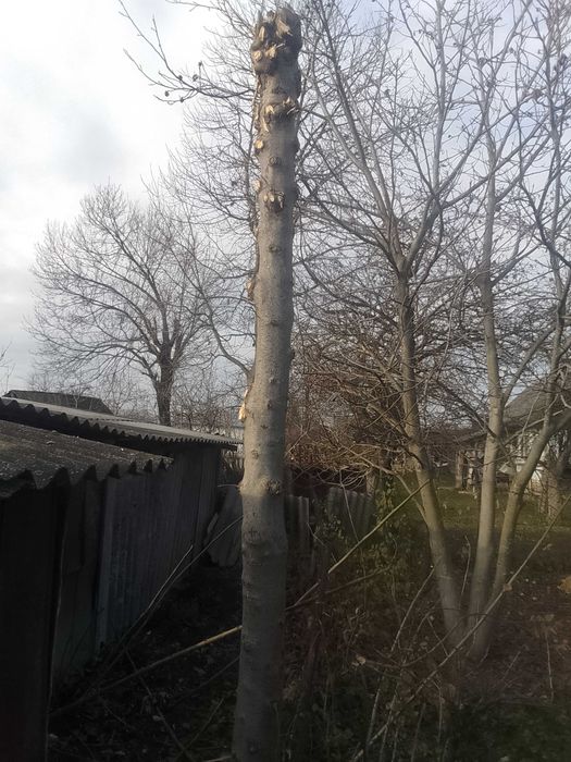 Ясень дерево молодий на столярню