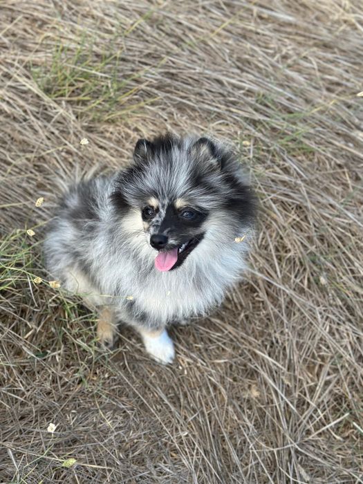 Spitz alemão macho 4 meses