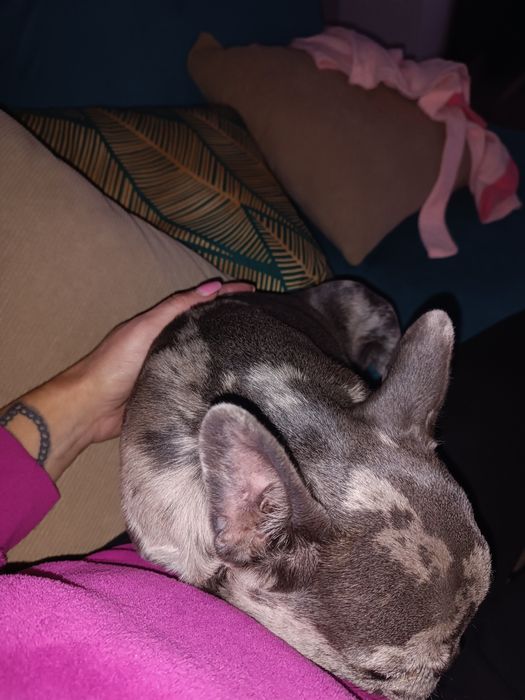 Sprzedam Buldog francuski