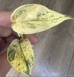 Scindapsus Dark Silver Cloud variegata- cięta