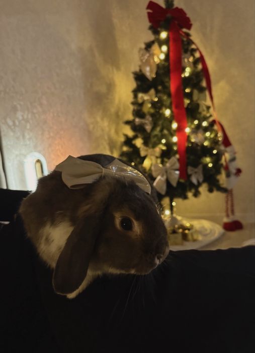 Кролик весловухий