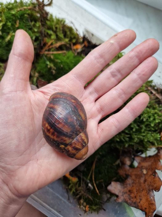 ПодарунковийНабір УляСет2 АрхАхатини Овум